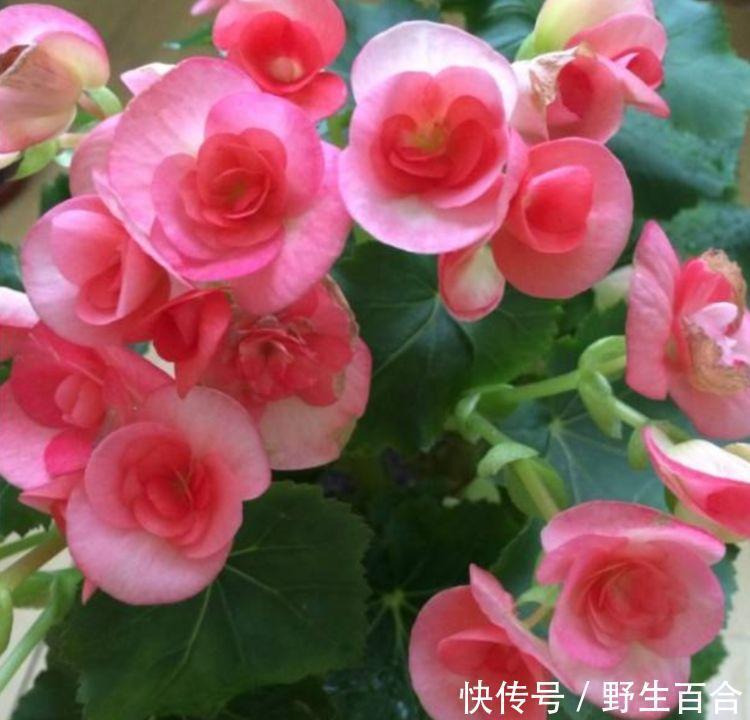 最适合新手养的几种花,家里养一盆,开花漂亮花期长,谁养谁喜欢