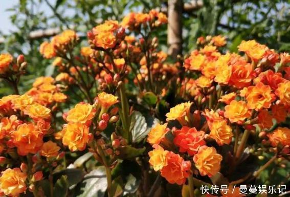 花盆|长寿花盆栽选重瓣品种，这么养护，谁能不喜欢！