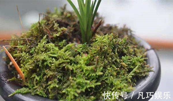 盆土干的太快弄点东西放上,好多天不用浇水!