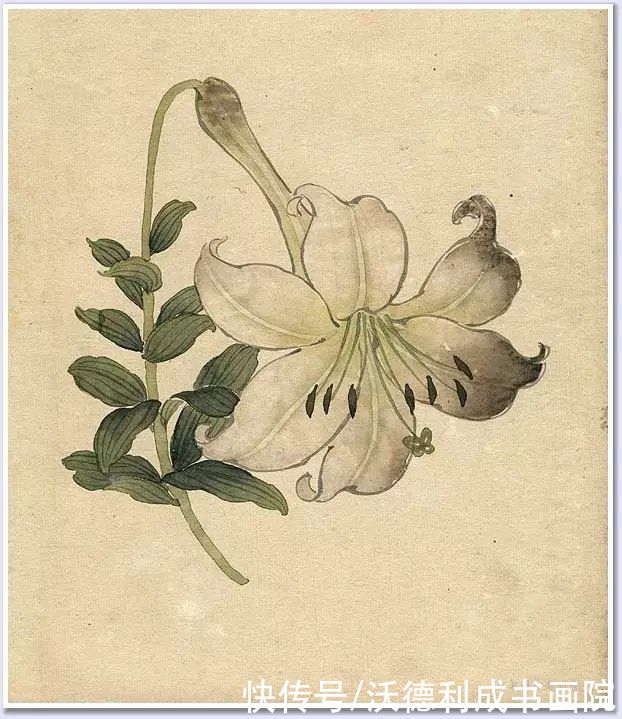 画菊|没骨百花图欣赏，美到骨子里