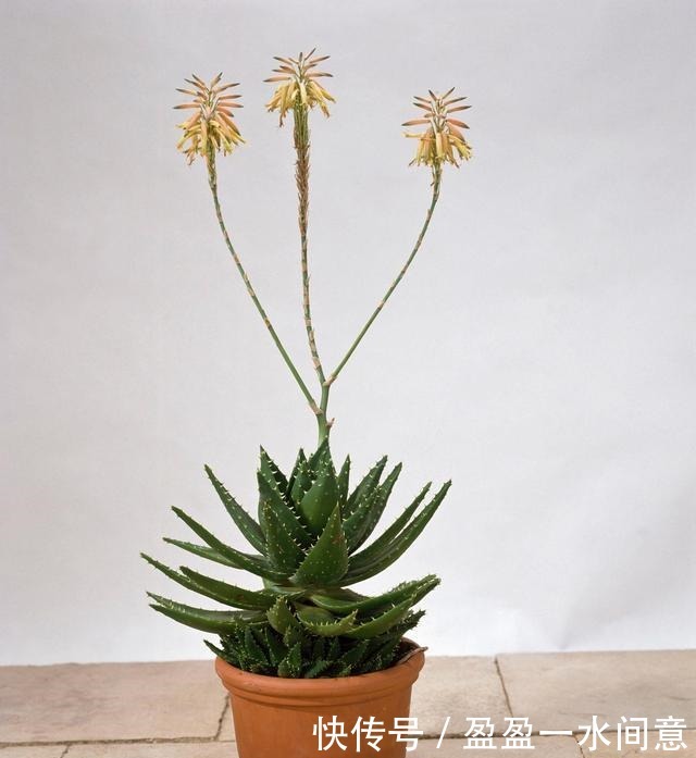 如果你家芦荟长这东西,别剪掉,请珍惜,比较少见!