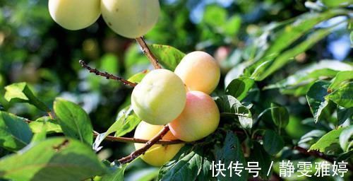 谷酰胺|乡下此果掉在地上没人捡,城里人买的时候很贵,很多人吃不起