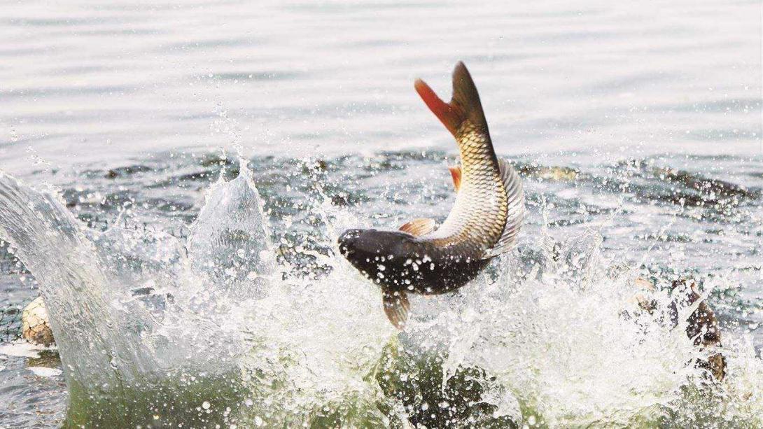 野钓如何防止“有口无鱼”4个点总结到位，学会少走5年弯路