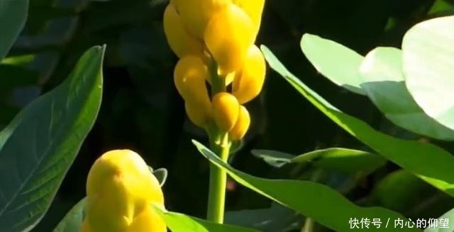 田間路邊的這種植物,果實(shí)酷似“花生” 老農(nóng)它有數(shù)百年的歷史!