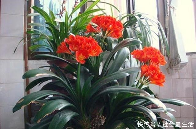 给君子兰加点营养,长出大白根开花呼呼旺,开花也多了!