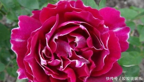 新手|新手养花,就选“开花机器”,浓香扑鼻,比茉莉都香!