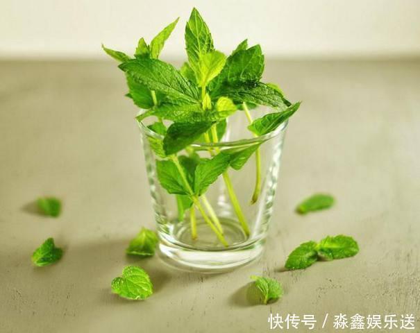 薄荷|这2种草没人重视，其实是“止痒草”，比花露水都管用