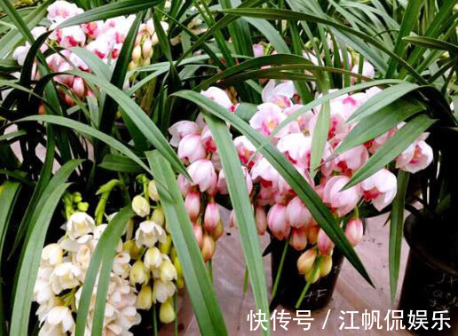 此花一养就喜欢上它,好养漂亮,开花就爆盆,香味十足,女生必选