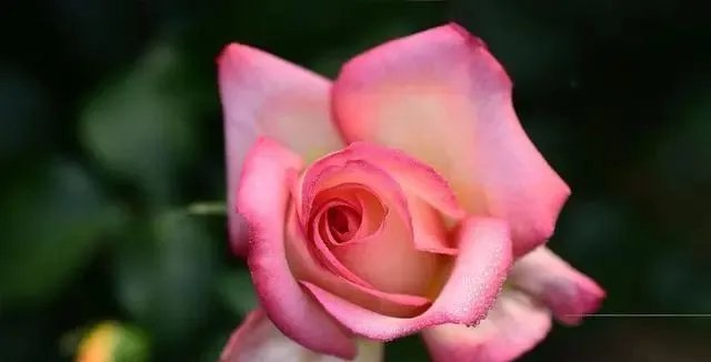 这3种花都是“病美人”,室内养难度大,入手需谨慎