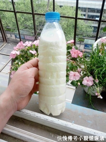 君子兰花芽|君子兰吃“2种零食”，冒出6对“网格叶”，开花鲜艳、硕大