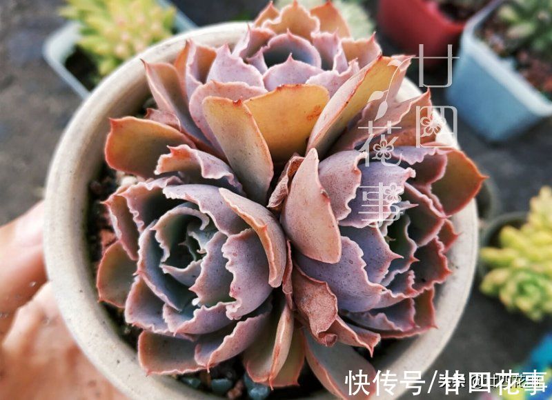 8种多肉，明智的人不买，要么多花钱费精力，要么养不活还被笑傻