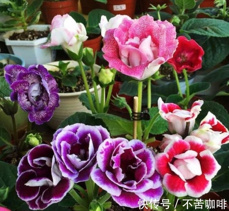 养护|4种旺运花,吉祥添富贵,花美色艳,一言不合就爆盆,你一定喜欢