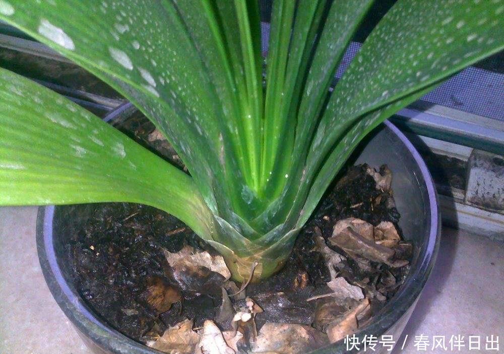 君子兰到了冬季,做到一点,叶子长得快,开花红艳艳