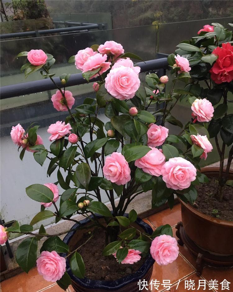 龟背竹|5种“大盆花”适合养客厅，旺家有格调，吉祥好养，易成“老桩”