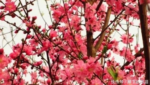 元日感怀|刘禹锡鲜为人知的7首诗，能读过三首就算知识渊博了！