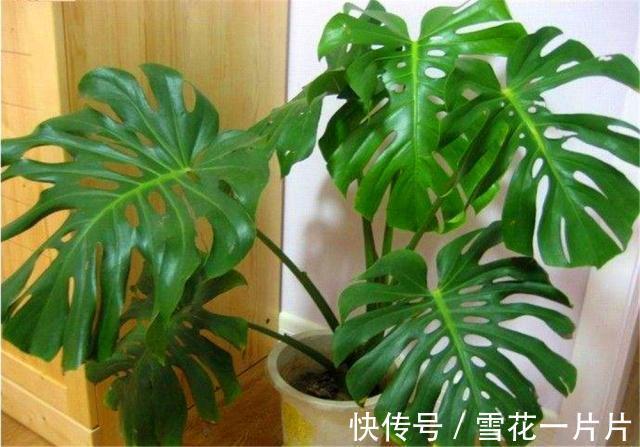 10个人有9个人不喜欢“4种花”,殊不知,都是除螨、杀菌“高手”