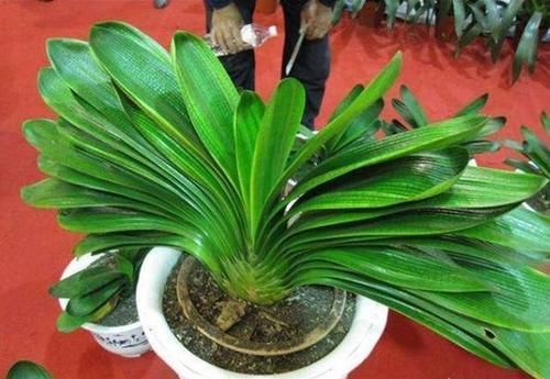 到底怎样才能养好君子兰？