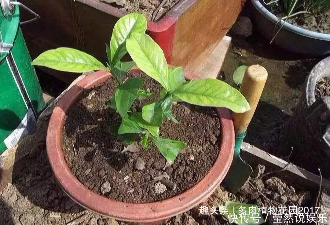 土壤|土壤出现板结是养花大忌,四招轻松化解