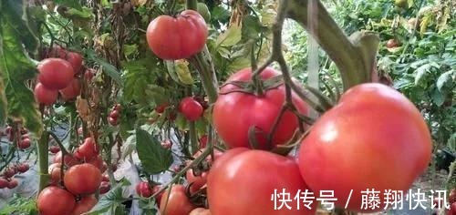 火龙果|最有营养的3种食物,排毒养颜、延缓衰老,好吃又健康!