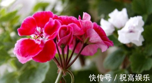 不如养一盆“天竺葵”,养护只需记住3点,养出花团锦簇的天竺葵