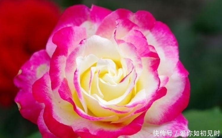 养人|4种花好养易活，旺财又养人，养一盆一年四季都在开！