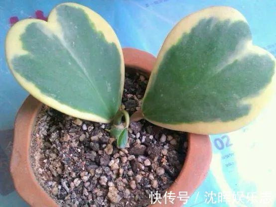 非洲堇|这花送人,只用送一片叶子,插土就活不心疼!