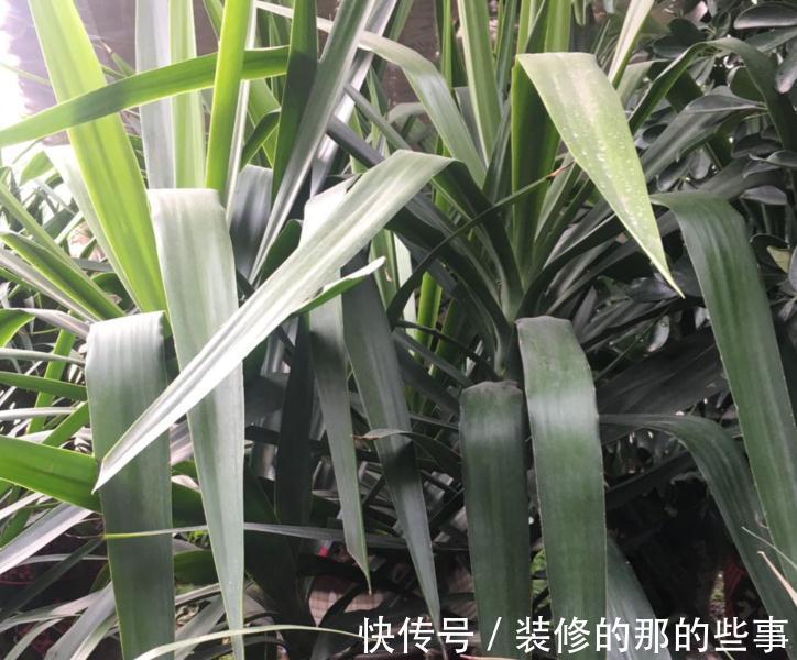 不怕冷的10种花,冬天没暖气,也能安全过冬