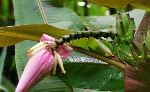 3种喜阴花，搁在北阳台，少晒太阳，少管它，枝繁叶茂开满花