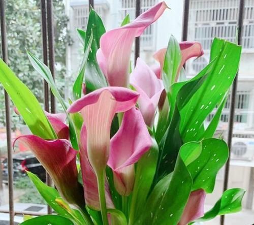 浇水|3种“女神花”,名字好听花更美,开花就爆盆,不易生病好养护