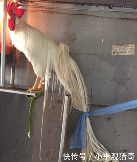 没卖|史上最与众不同的鸡,每天的食物比人都贵,曾开价三万美元都没卖