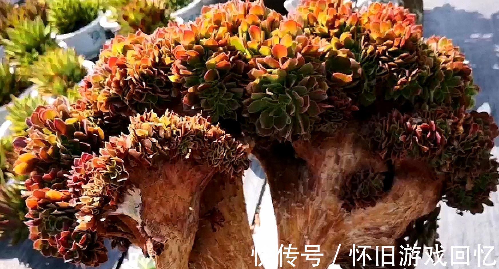 红东云|把多肉植物老桩养成艺术品，让你感受不一样的美