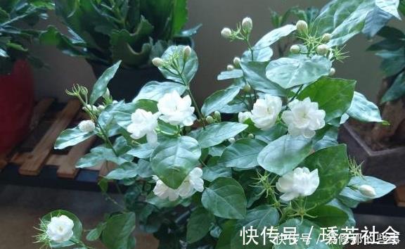 茉莉花|养好茉莉花,这一步“不能缺”花开一茬接一茬,连续不间断