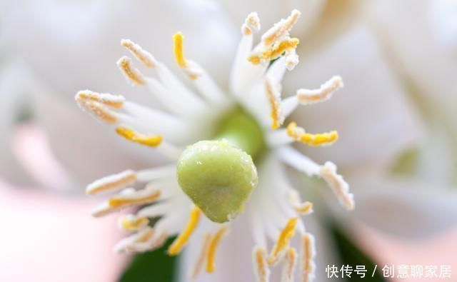 果子|盆栽柠檬只开花不结果？春天做好4件事，夏天果子满枝头