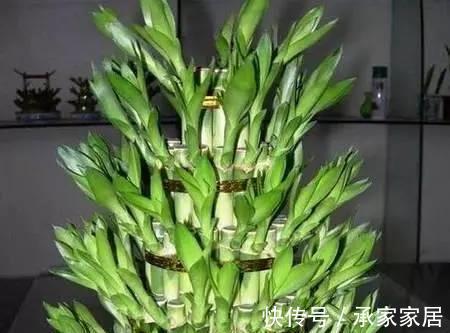 花友|简单易养的6种绿植，新手也不用担心会养死