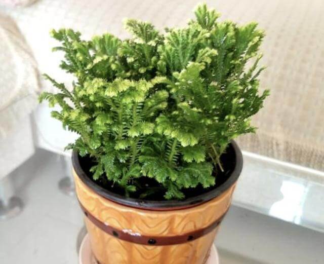 山崖上的1种“还魂草”,被称为“卷柏”,挖来当盆栽,变值钱