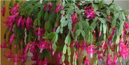 蟹爪兰花谢之后如何养护，分享我的施肥方法