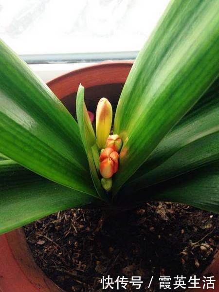 啤酒|君子兰风信子夹箭不开花,简单1招,把花拽出来!