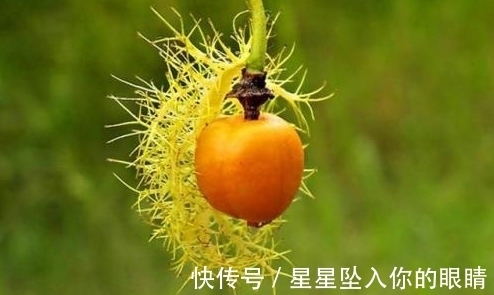 止咳|农村常见的一种野果，能够清肺止咳，还可用于祛除皮肤角质