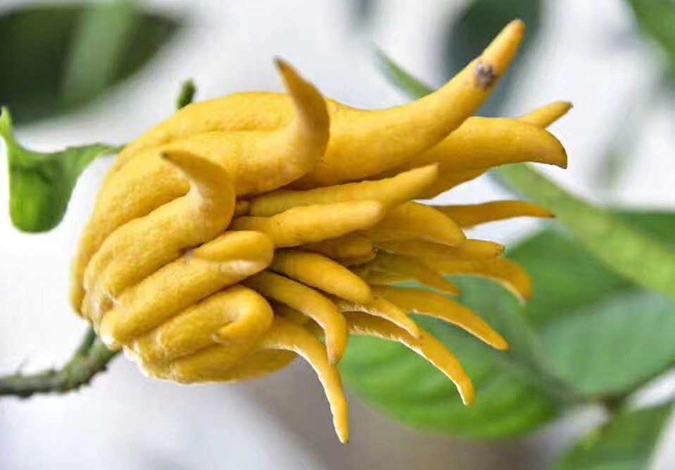 此花香气浓郁,千姿百态,被称为果中之仙品,代表着吉祥和幸运