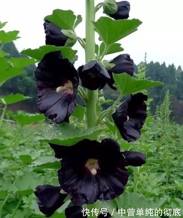 夜皇后|盘点:20种世界上最黑的花,黑的美,黑的妙,黑的呱呱叫