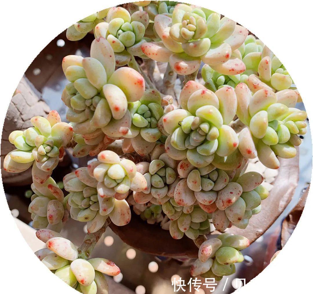 多肉劳尔冬天怎么养,做好这三点,也能红润饱满香味浓