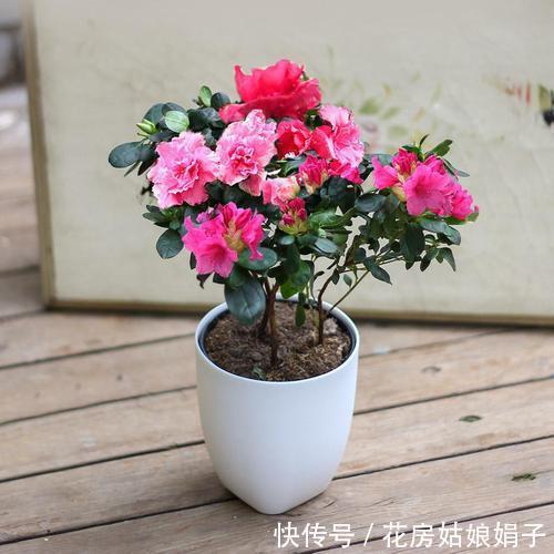 窗台上的一盆杜鹃花,每年很简单的养护,却能年年见花不见叶