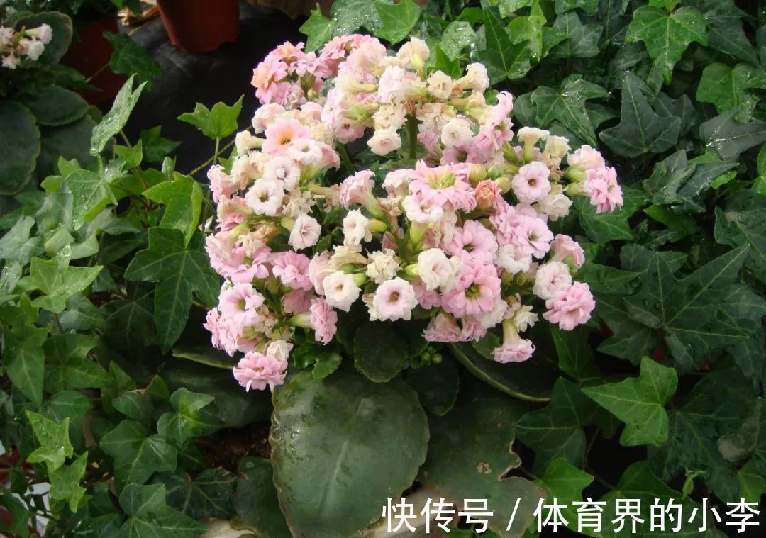 长寿花这样伺候，健康又长寿，开完一茬又一茬