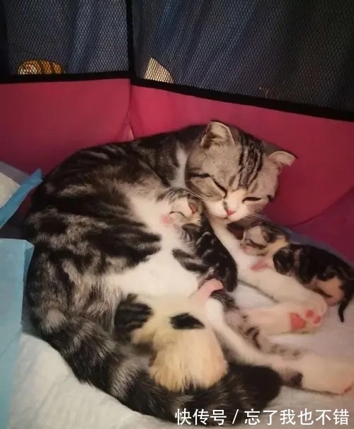 生产|为何动物的生产那么轻松,而人类分娩却疼得撕心裂肺?