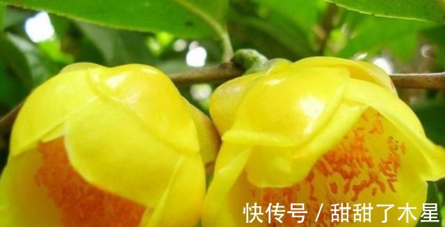 这款金黄茶花,香气扑鼻,可以泡茶,营养丰富,观赏食用两不误!