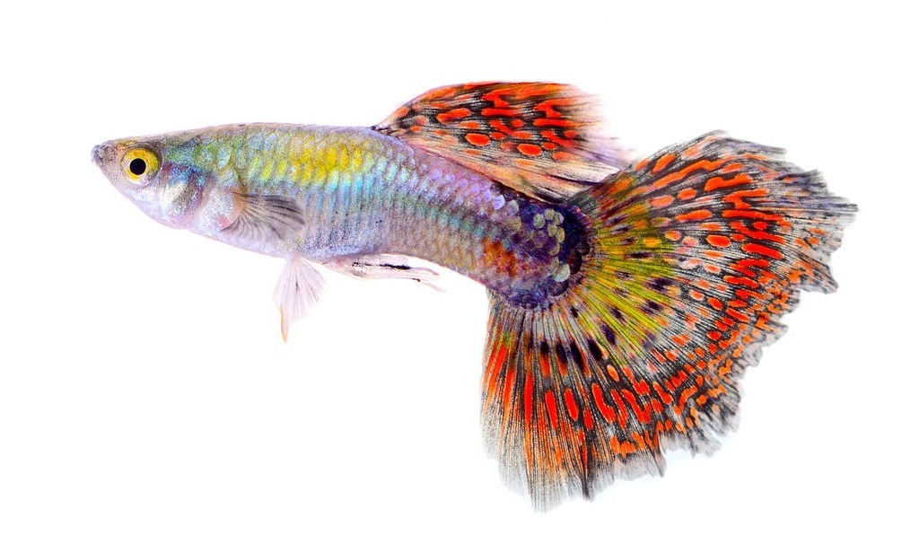 如何才能做到养鱼不死鱼，用好这三个绝招很重要