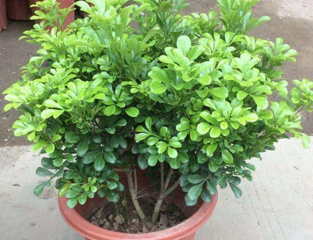 微酸性|养的“米兰花”清香扑鼻，掌握3个关键点，花开满盆，比香水好闻