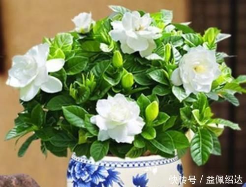 木香花|聪明人都养4种花,好养又漂亮,一开就是300多天!