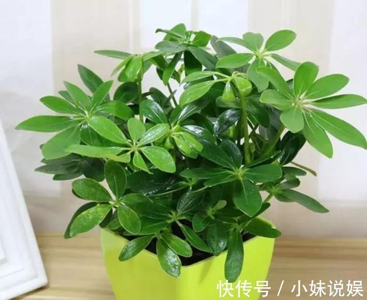 居家就养此款花卉,花期长易爆盆,简单管理也能花开满盆!