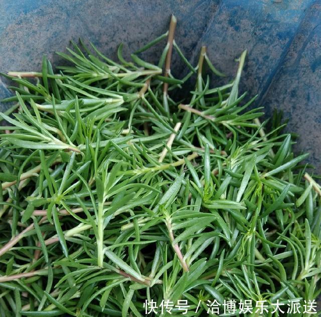 养护|偷偷给妈妈养的太阳花狠狠剪了个光头，一个月后开花爆盆，真值